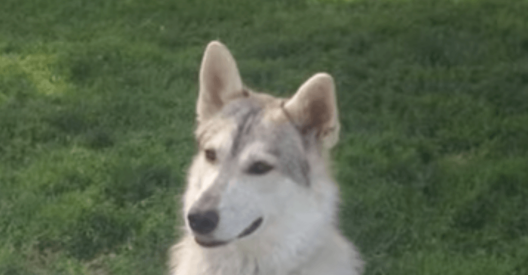 Therapy dog shot and killed in Squamish by hunter