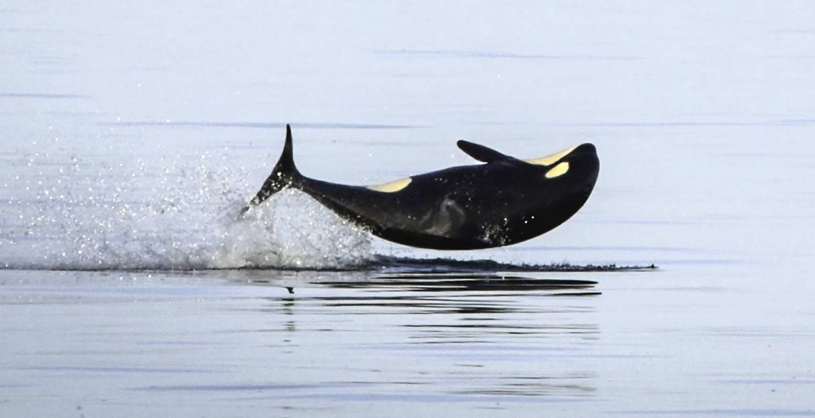 Young endangered killer whale Sonic dies in Salish Sea