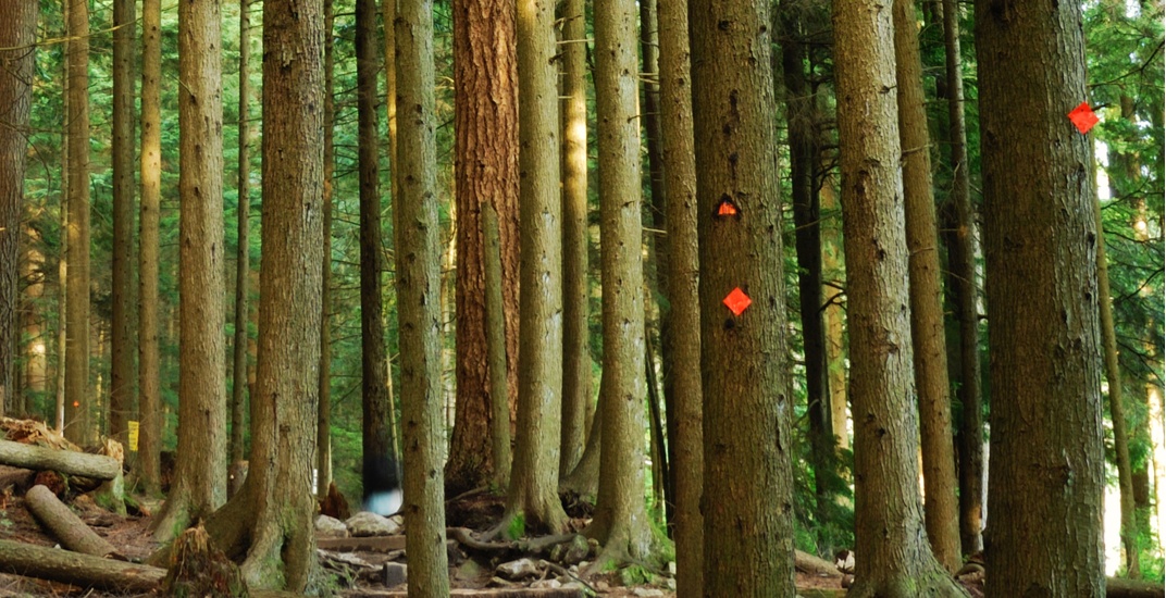 Trail marker theft from local mountains 'frustrating' for North Shore Rescue