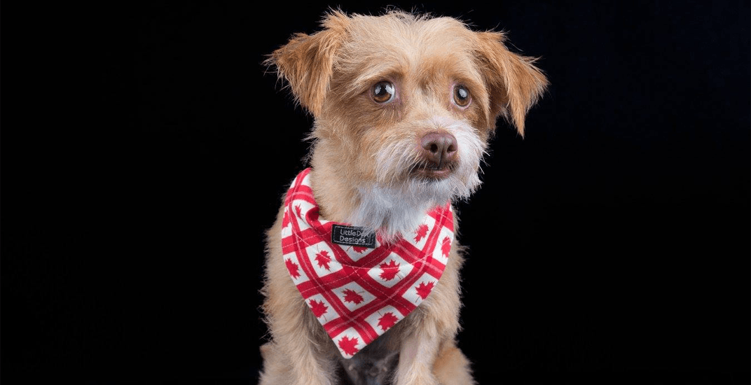 80 Californian dogs flying to Vancouver for a new life (PHOTOS)