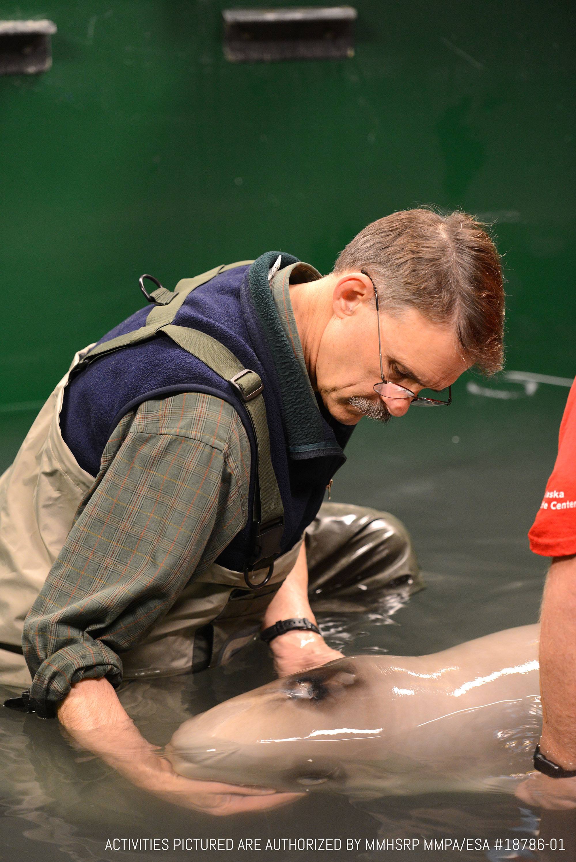 The beluga calf is under 24hr critical care at the Alaska SeaLife Center. (Activities pictured are authorized by MMHSRP MMPA/ESA #18786-01/Vancouver Aquarium)