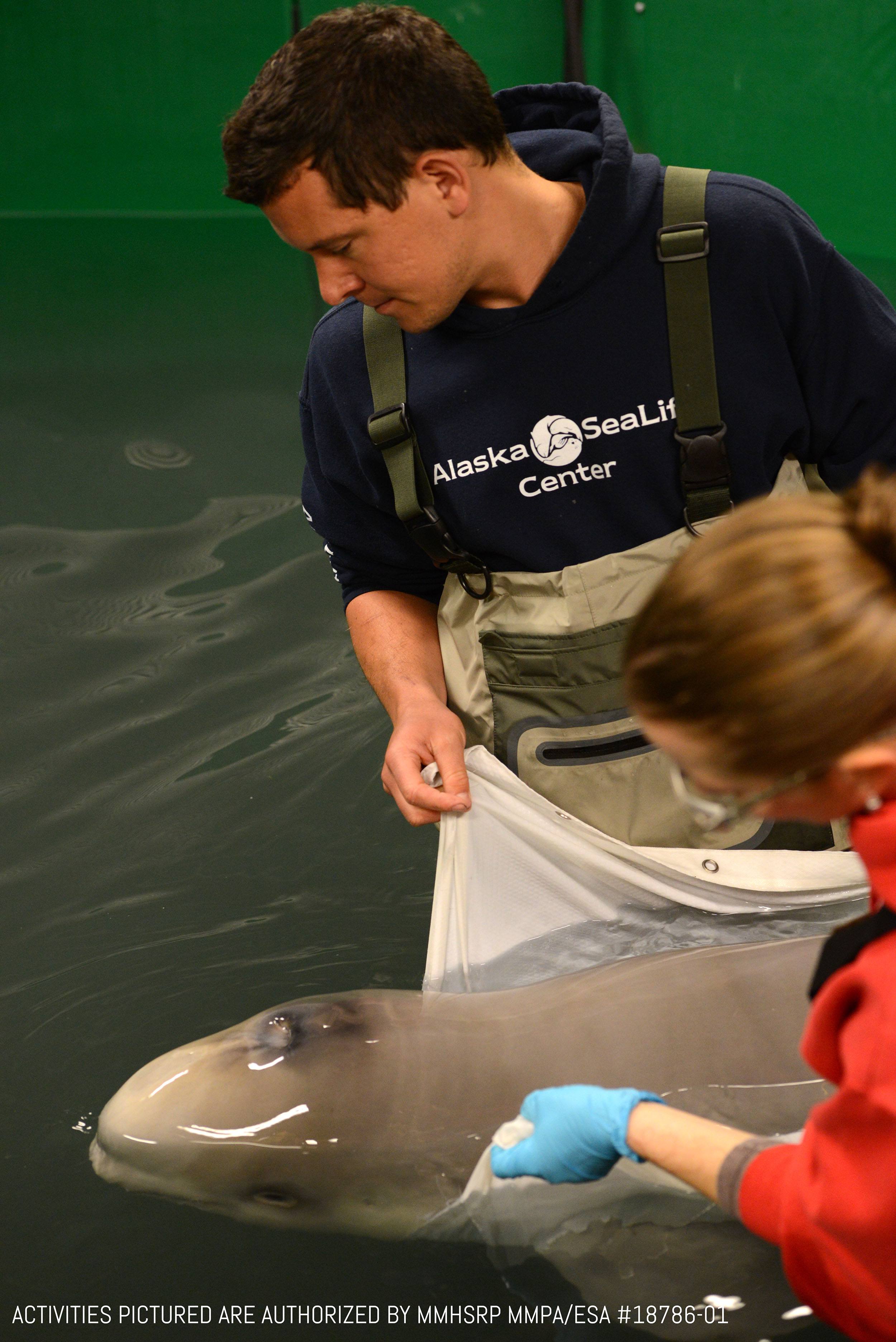 The beluga calf is under 24hr critical care at the Alaska SeaLife Center. (Activities pictured are authorized by MMHSRP MMPA/ESA #18786-01/Vancouver Aquarium)