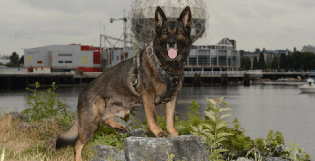VPD Canine Unit mourns passing of retired four-legged friend