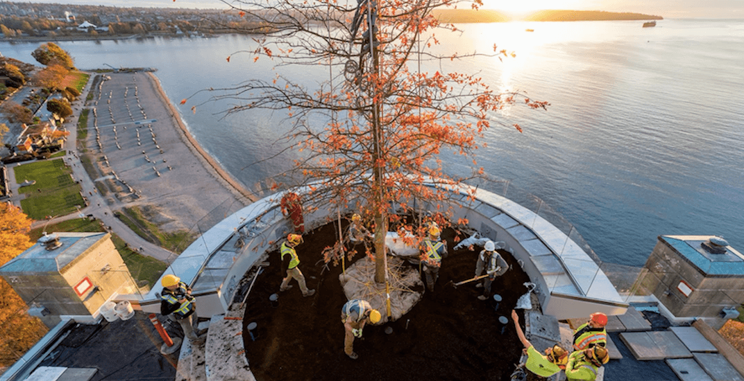 New tree planted on roof of Eugenia building in Vancouver's West End