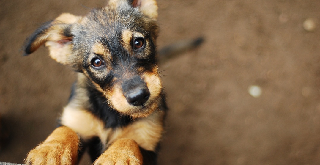 Pet-friendly housing campaigners to meet with BC ministers
