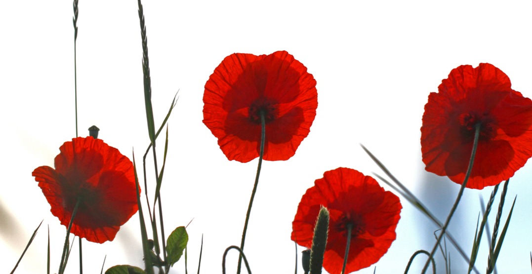 Opinion: I'm anti-war – but I'll still attend a Remembrance Day ceremony