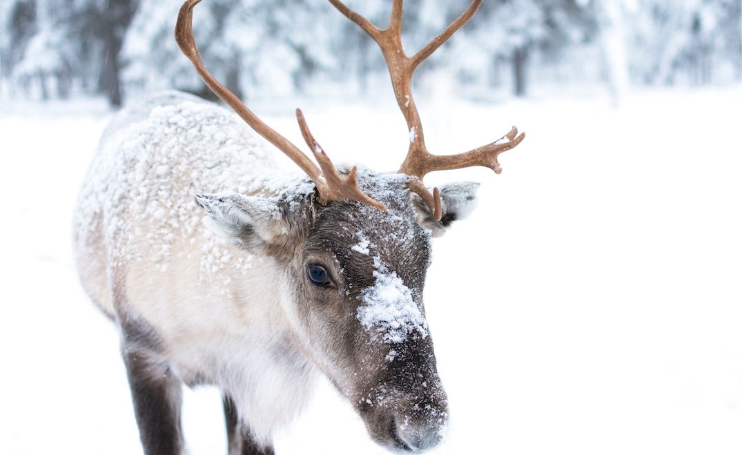 You can meet Rudolph at Longueuil Public Market in December