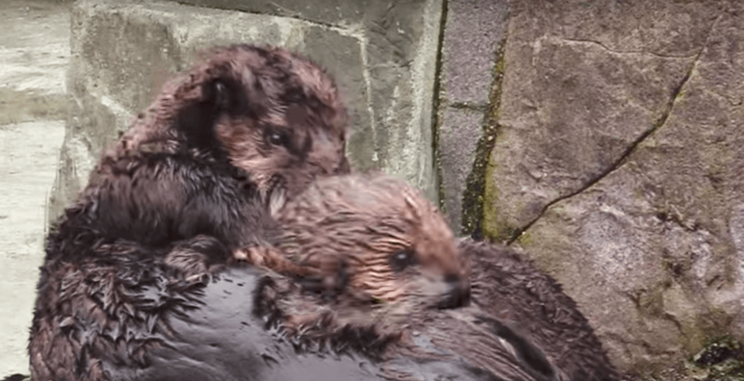 Orphaned sea otter pups meet for first time and it's adorable (VIDEO)