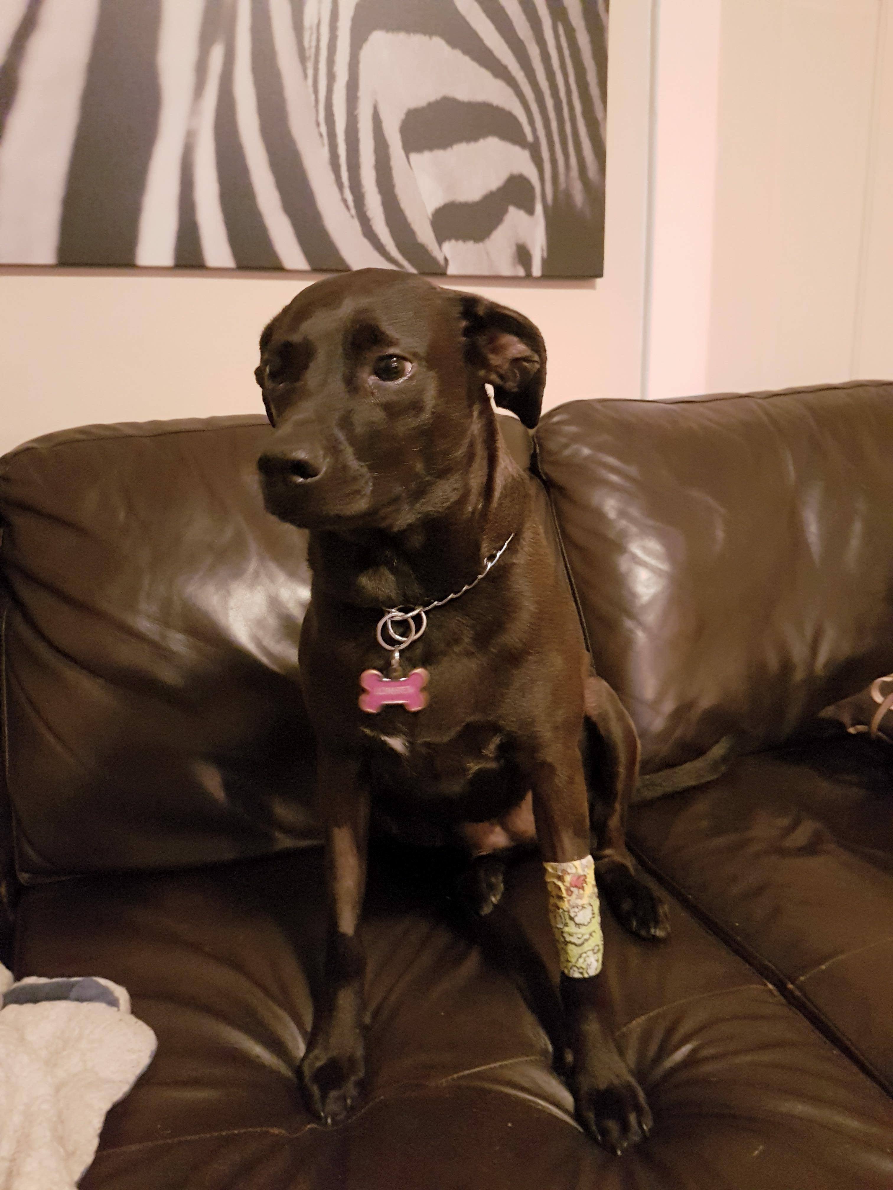 Loretta recovering at home (Jean-François Houde)