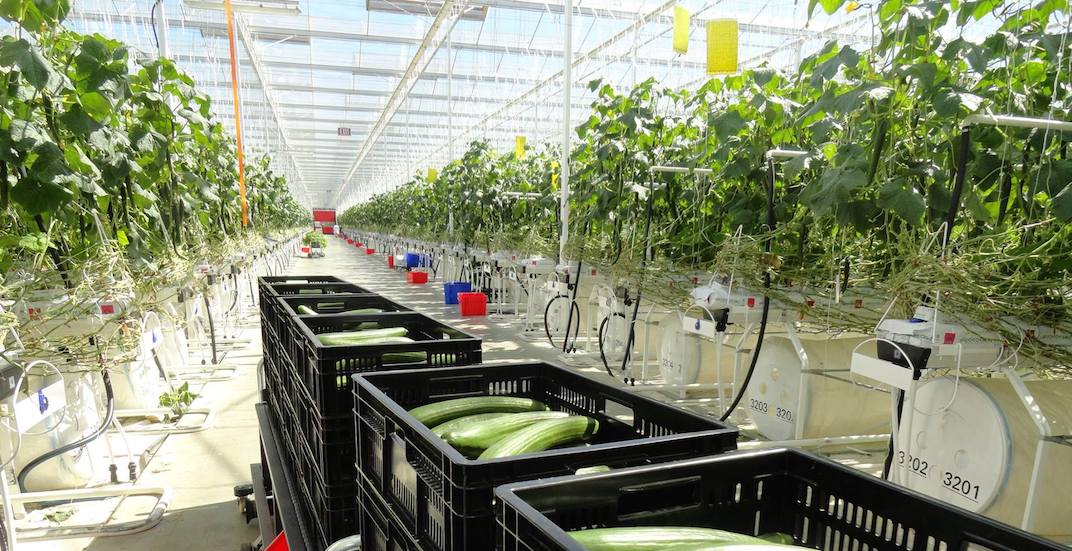 42 people sent to hospital after carbon monoxide exposure at Delta greenhouse