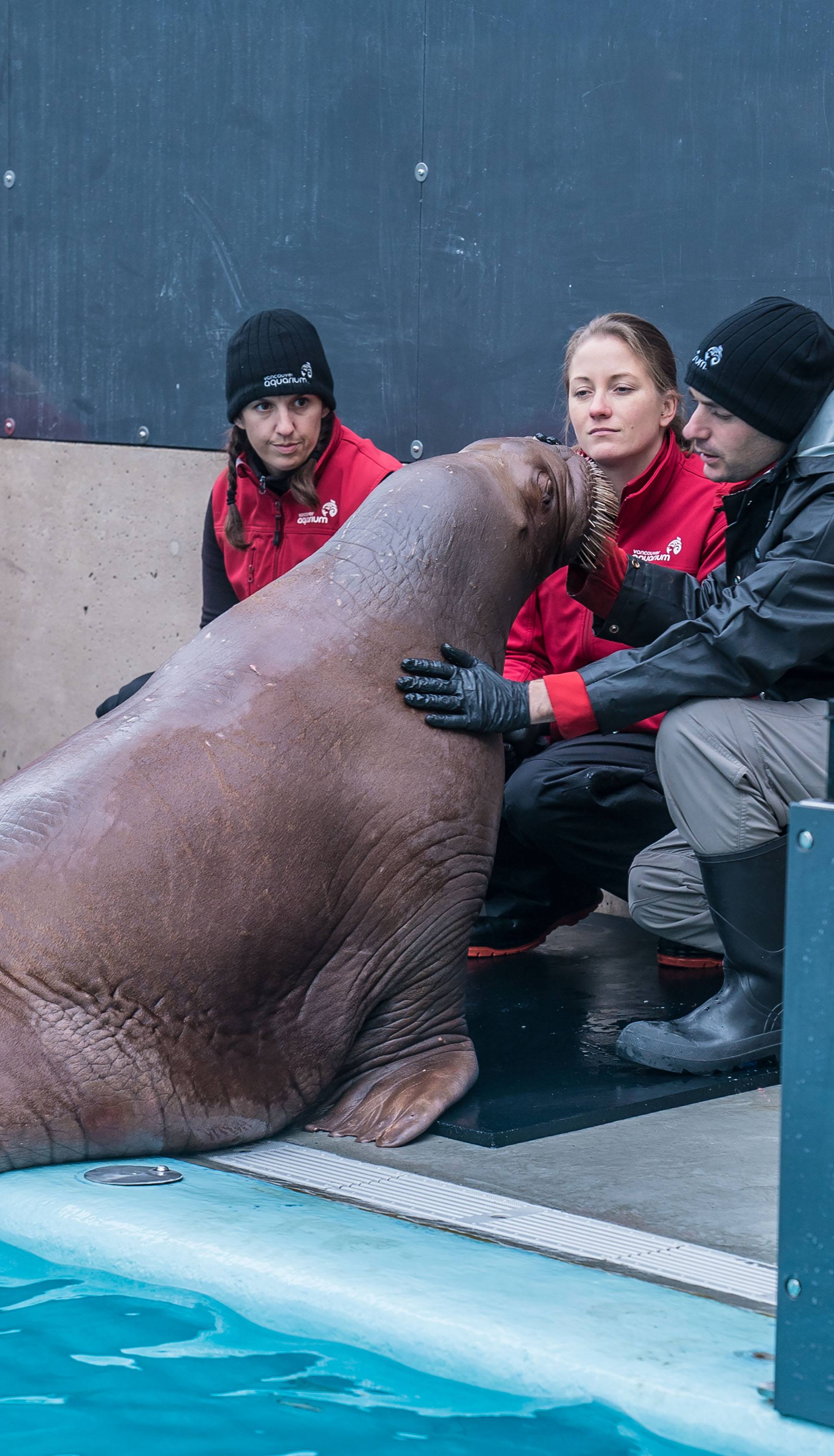 One of the new walruses (Vancouver Aquarium)