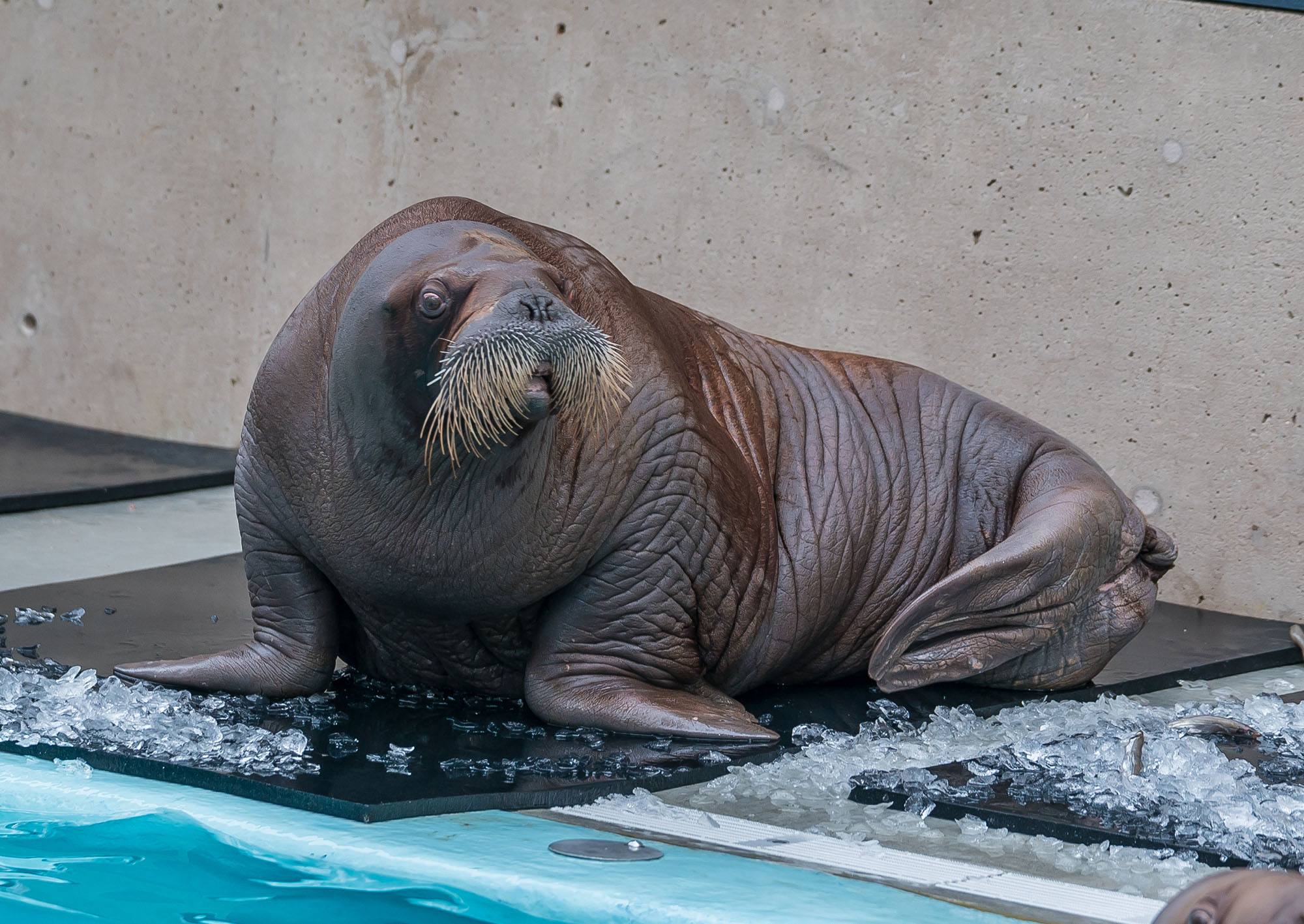 One of the new walruses (Vancouver Aquarium)