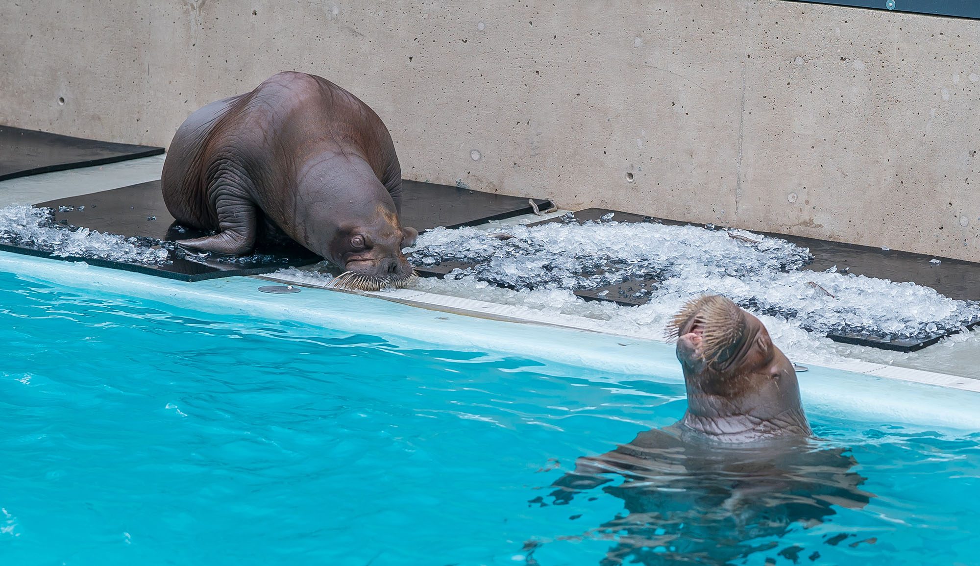 The new walruses Lakina and Balzak (Vancouver Aquarium)