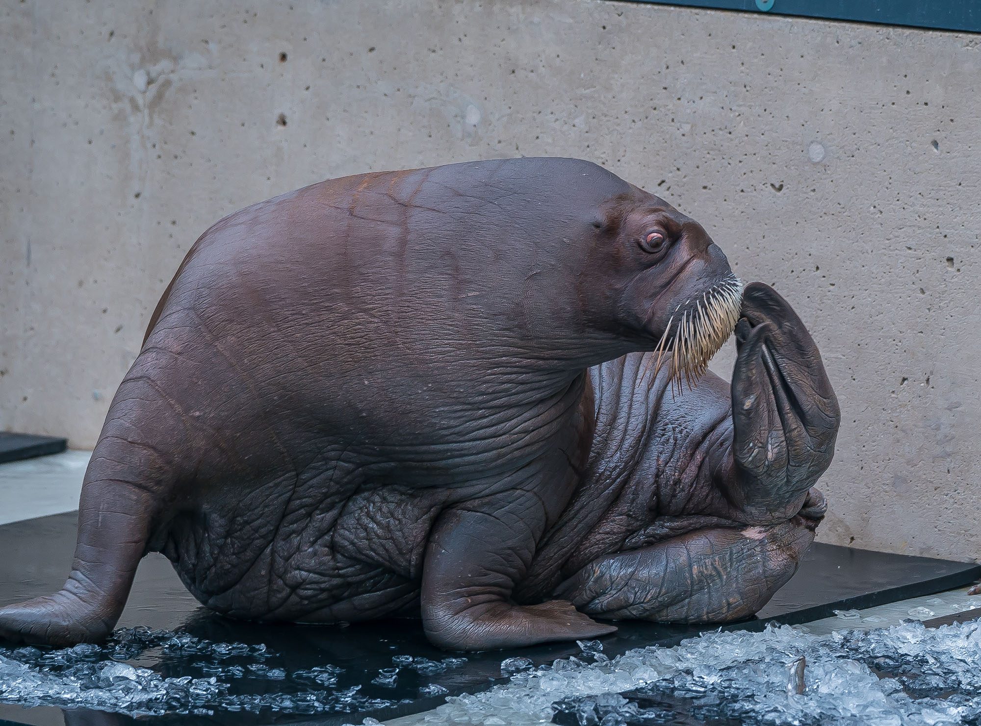 One of the new walruses (Vancouver Aquarium)