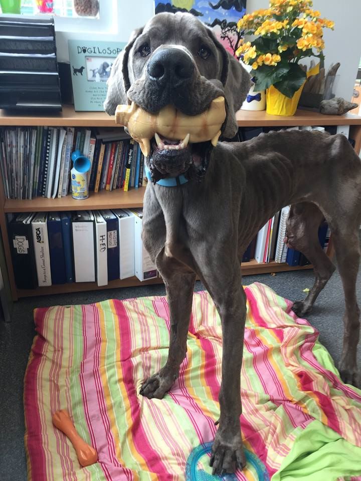 Eclipse the Great Dane in August 2017. 