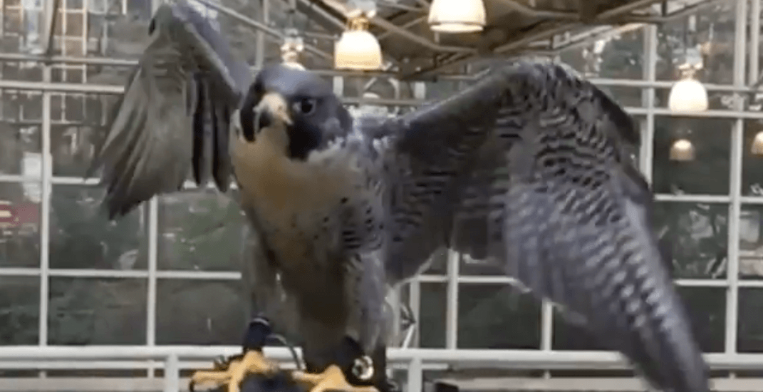 TransLink bringing predatory birds to SkyTrain stations to help fix pigeon problem