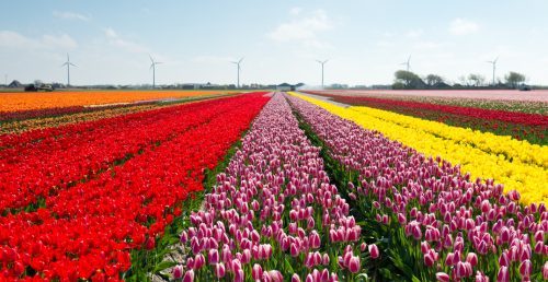 Abbotsford Tulip Festival