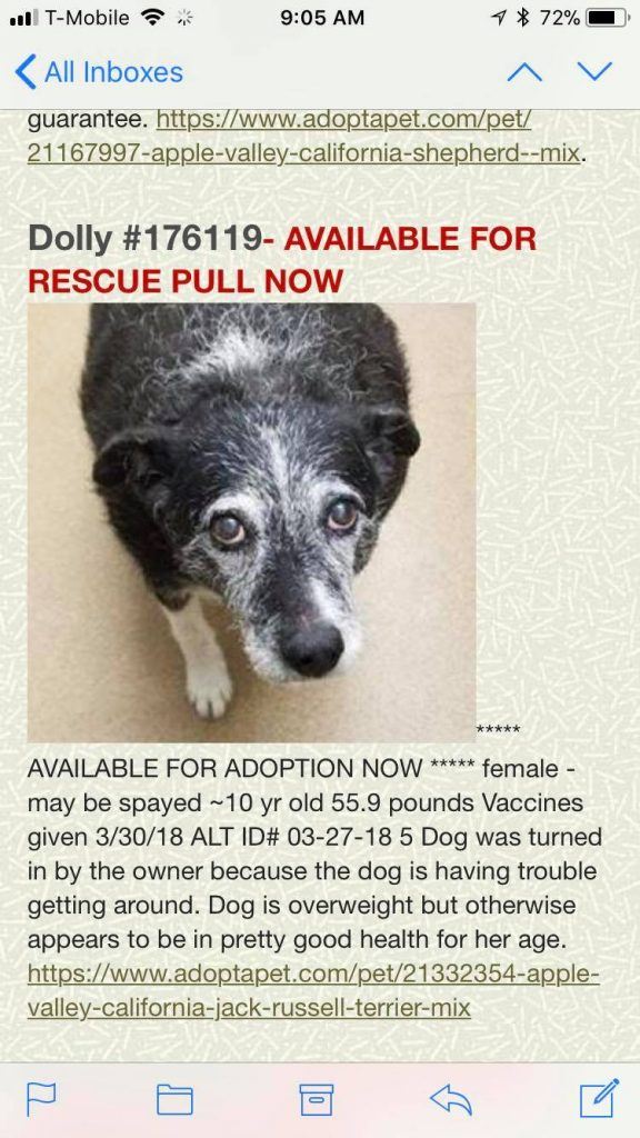 The shelter description of Dolly.