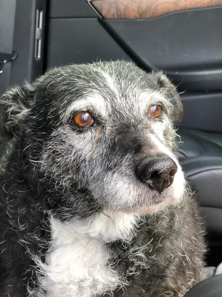 The sweet gray muzzle of senior Dolly.