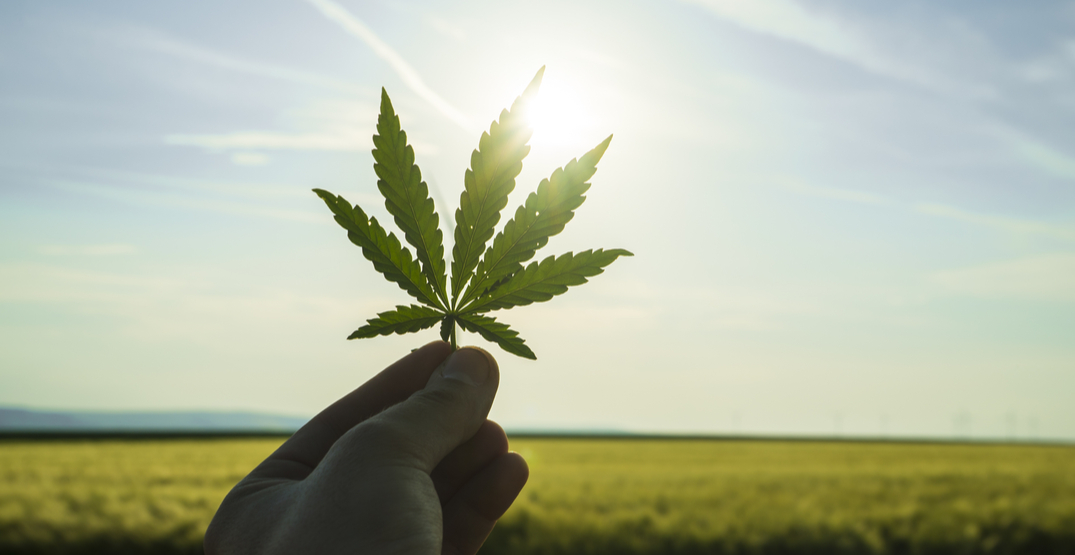 How a 'Netflix-type algorithm' is helping patients pick better medical cannabis