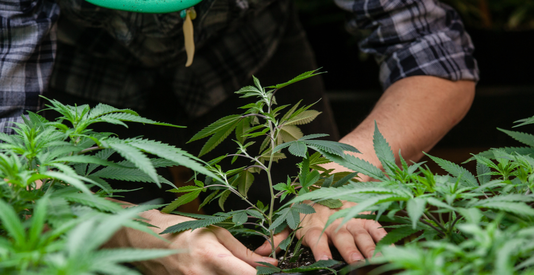 City of Richmond says land should be used for food, not pot