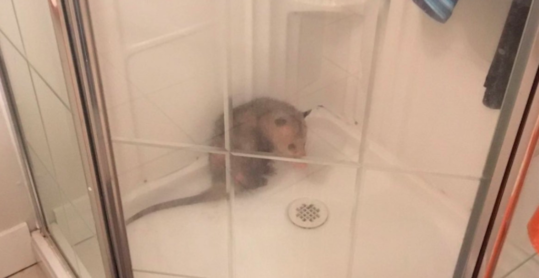 Police called after Metro Vancouver resident finds possum in shower
