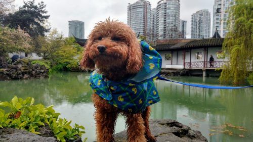 Teddy in his Sunday finest.