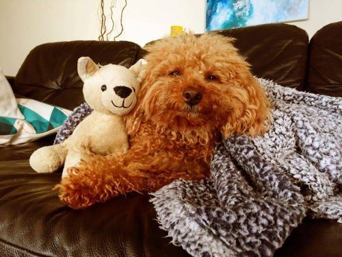 Teddy relaxing.
