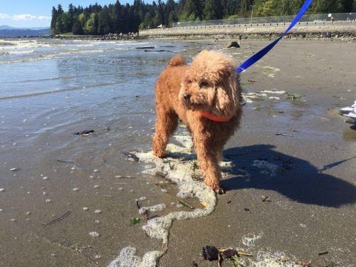 Teddy loving the beach.