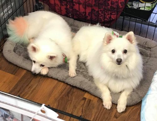 Somi and Yomi (Carried Away Rescue)