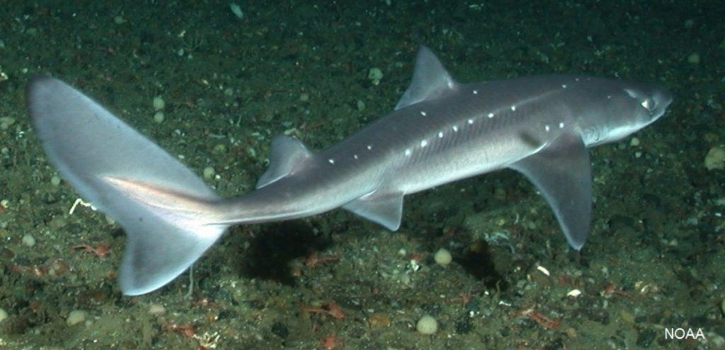 Spiny Dogfish Shark 1