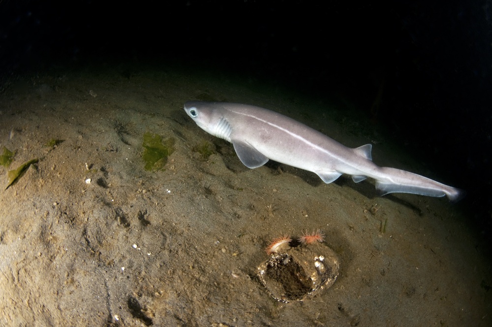 Sixgill shark