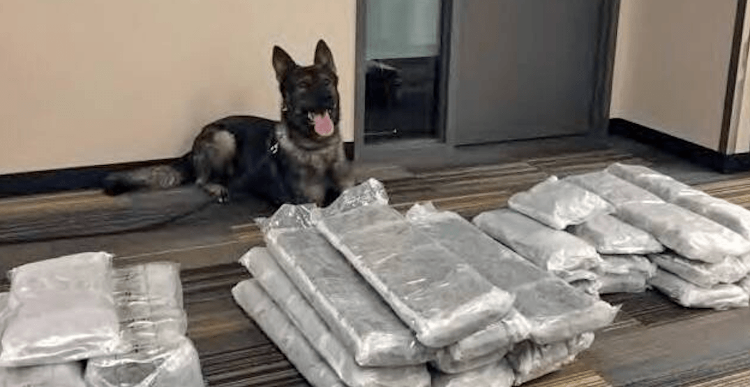 Police dog finds 50 pounds of pot in traveller's bags at YVR Airport