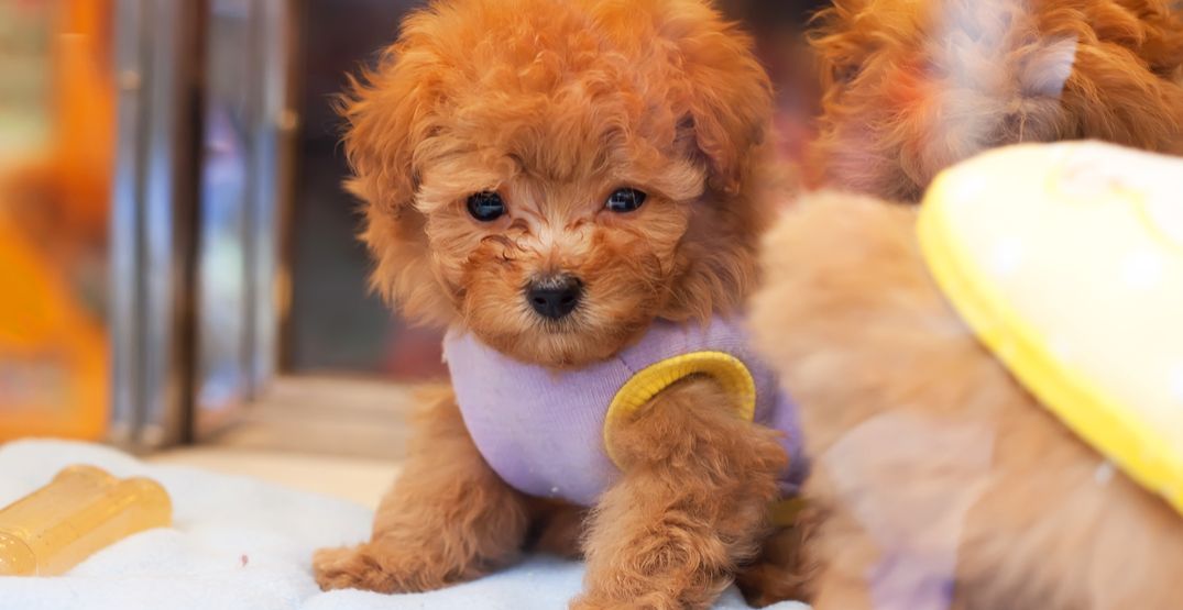 Burnaby votes to officially ban retail pet sales