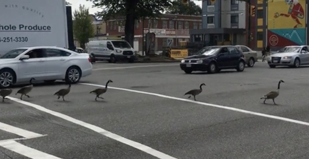 Watch this flock of geese stop traffic on a busy Vancouver street (VIDEO)