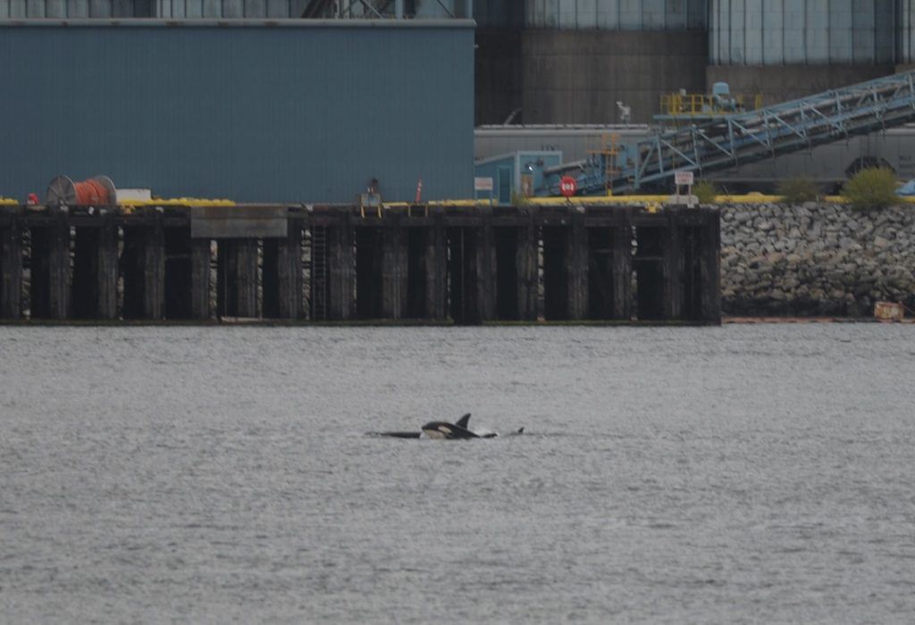 Orca Sighting Vancouver