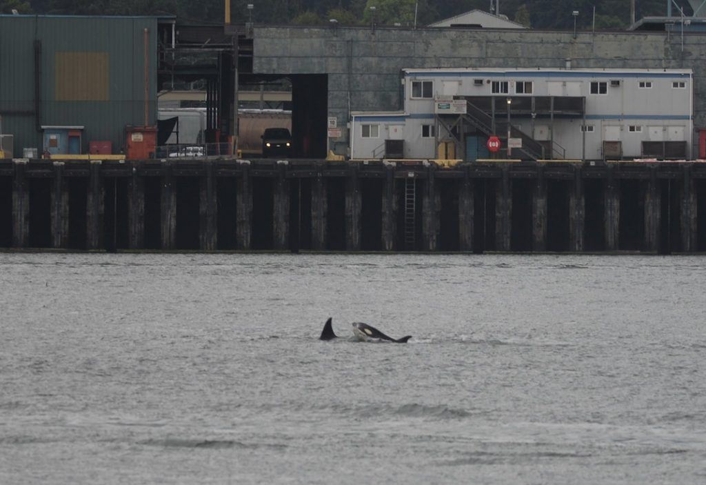 Orca Sighting Vancouver