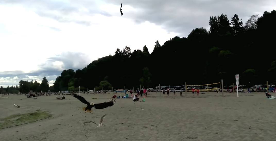 Crows attack bald eagle for hunting seagull at Spanish Banks (VIDEO)