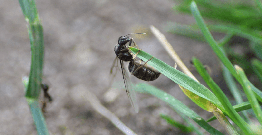 Flying ants are back in Vancouver and residents are freaking out