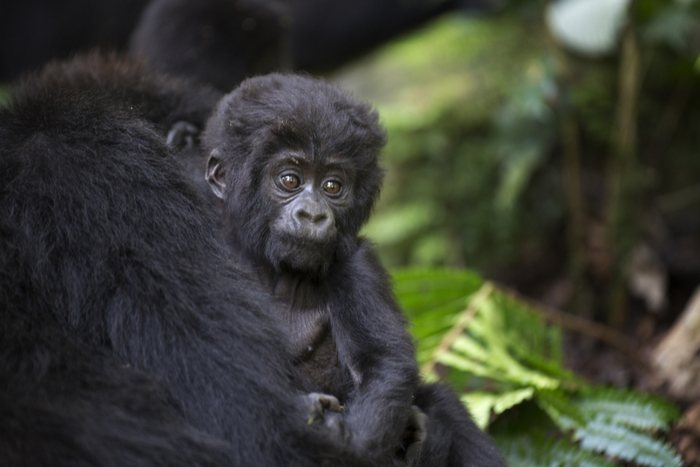 Mountain gorilla Uganda