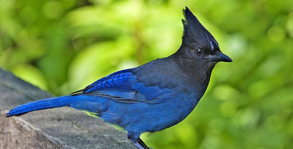 Vancouver International Bird Festival