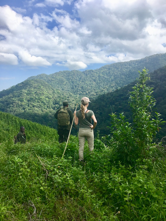 gorilla trekking