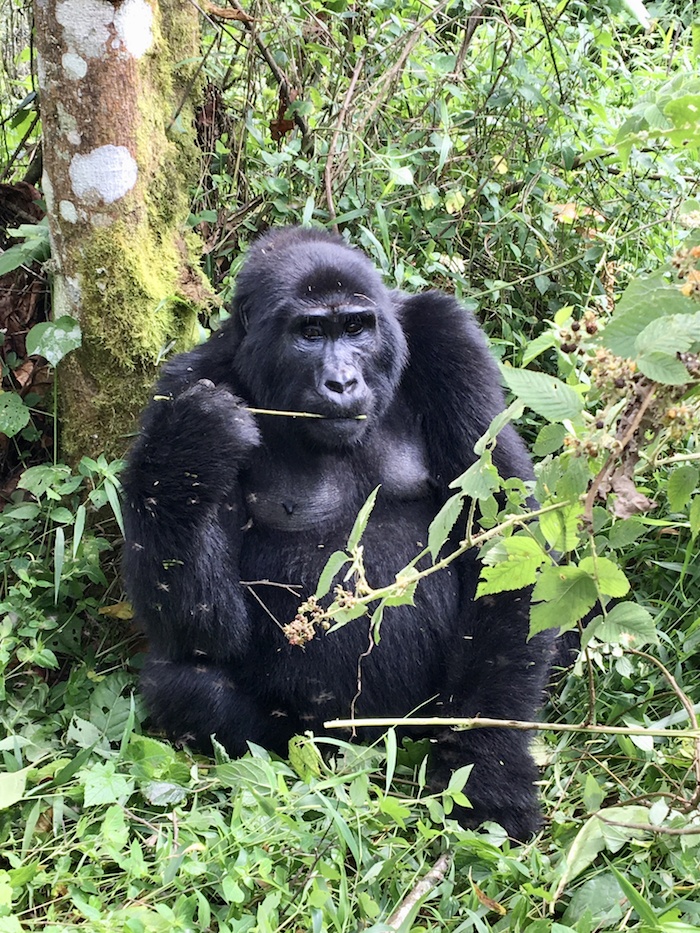 gorilla trekking