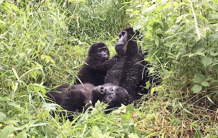 gorilla trekking