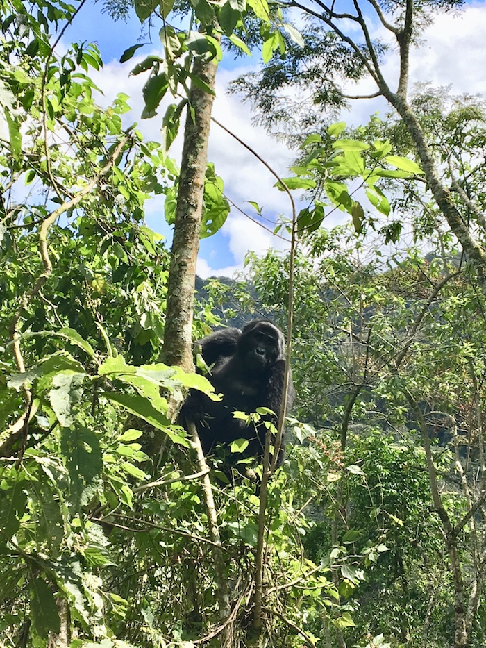 gorilla trekking