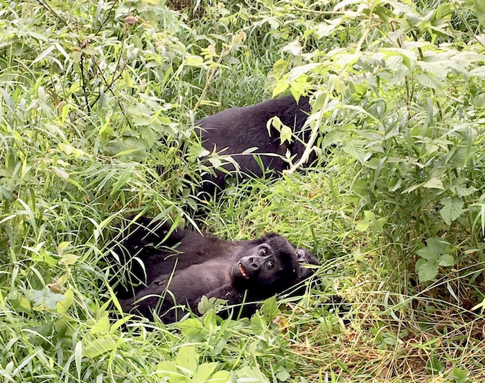 gorilla trekking