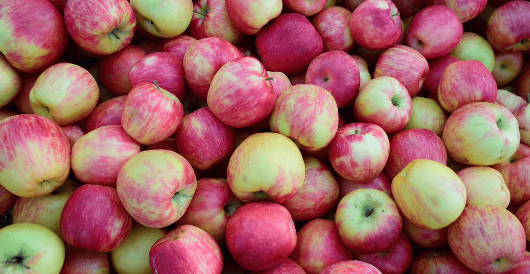 Taste over 60 kinds of apples at this seasonal apple festival next weekend