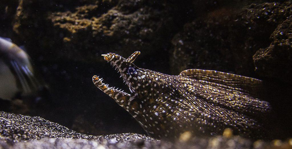 Vancouver Aquarium