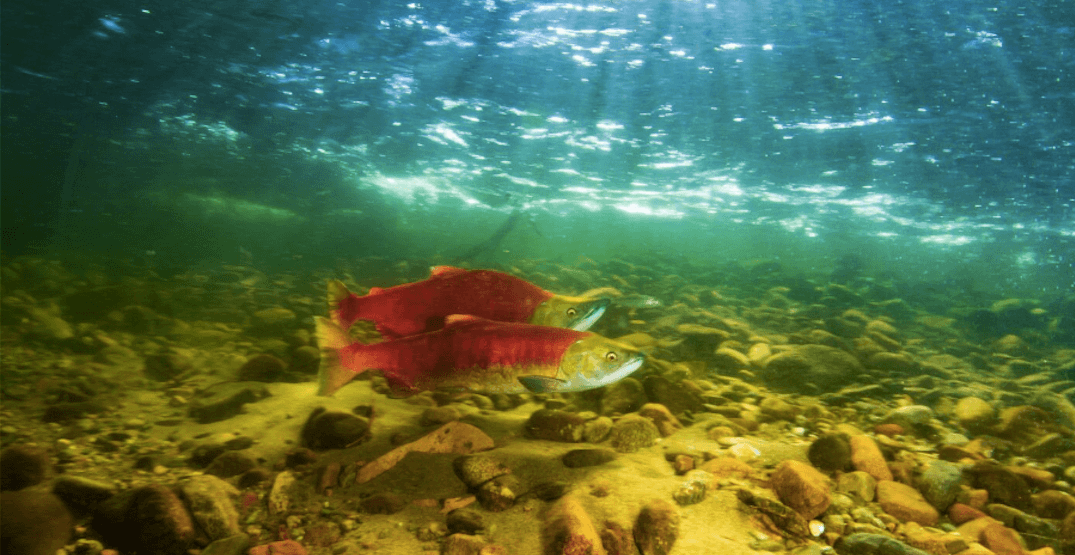 BC photographer captures incredible shots of Adams River salmon run (PHOTOS)