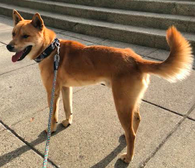 missing dog